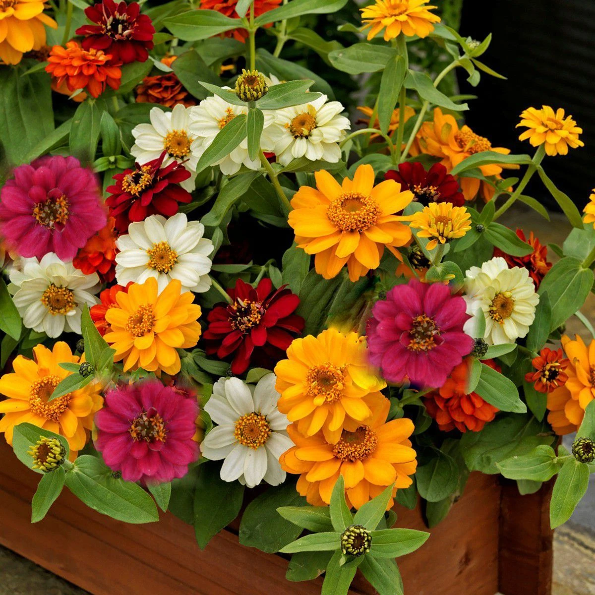 Zinnia Profusion Double Mix