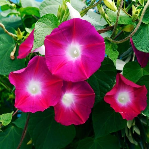 Ipomea Scarlet o Hara ( Morning Glory)