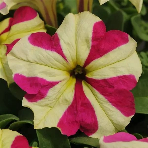 Petunia Sophisticated Lime Bicolour