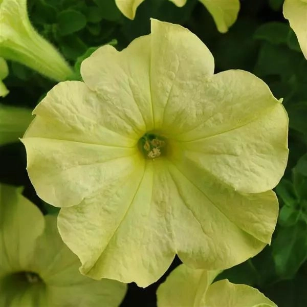 Petunia Sophisticated Lime Green