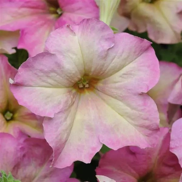 Petunia Sophisticated Antique Shades