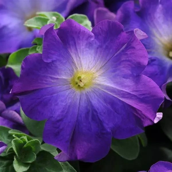 Petunia Sophisticated Blue Morn