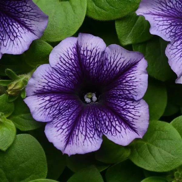Petunia Mirage Blue Vein