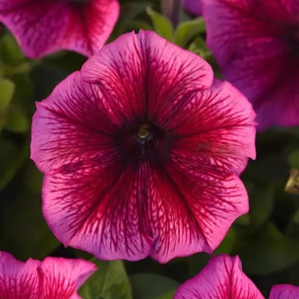 Petunia Mirage Plum
