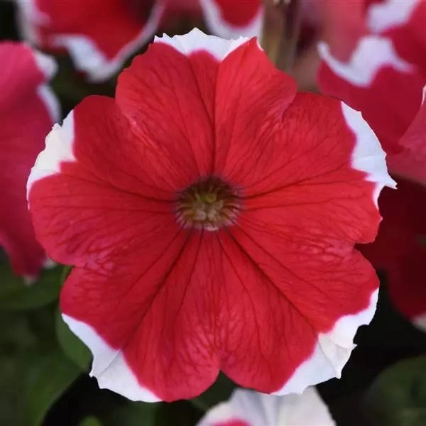 Petunia Mirage Red Picotee