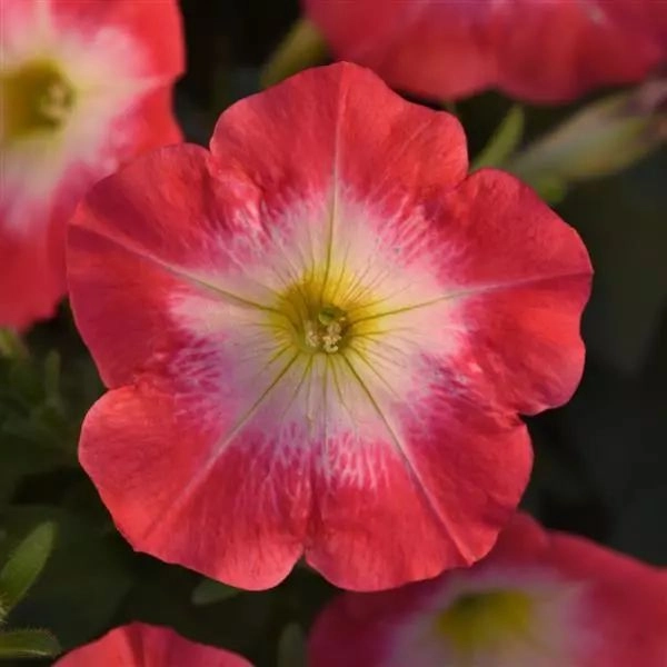 Petunia Mirage Red Morn