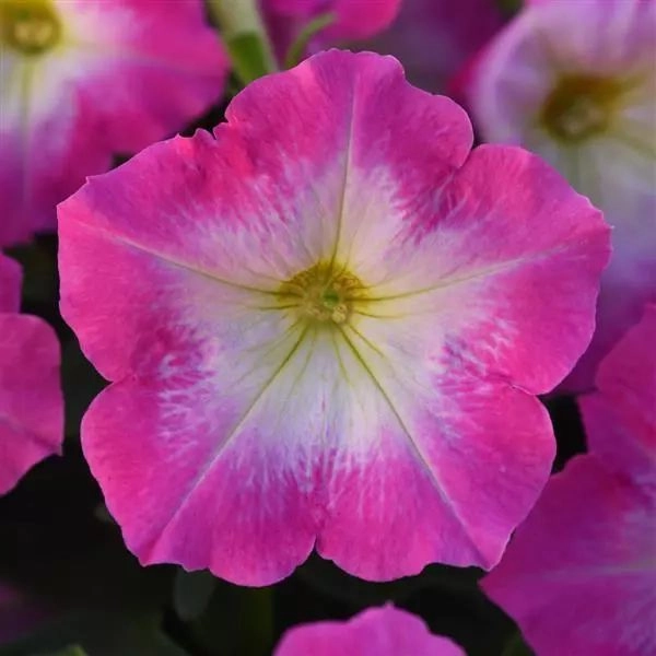 Petunia Mirage Rose Morn
