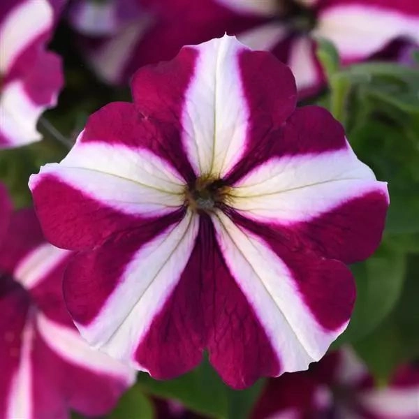 Petunia Mirage Burgundy Star